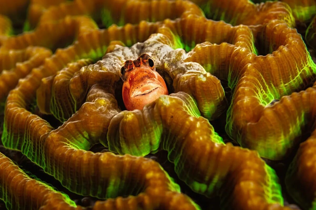 Финалист конкурса: морская собачка, Анилао, Филиппины / © Mike Eyett