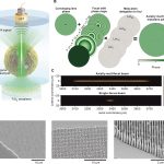 Мультифокальная металинза рассмотрела органоид мозга целиком