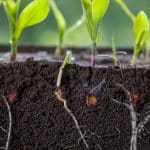 Новое понимание углеродного цикла: ученые выяснили, что корни растений поглощают углекислый газ