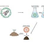 Ученые разработали штамм цианобактерии, способный поглощать в три раза больше фосфора из сточных вод