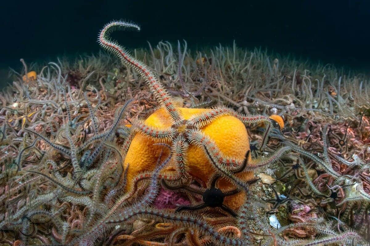 Финалист конкурса: офиура сидит на небольшой губке, Лохкаррон, Шотландия / © Simon Temple