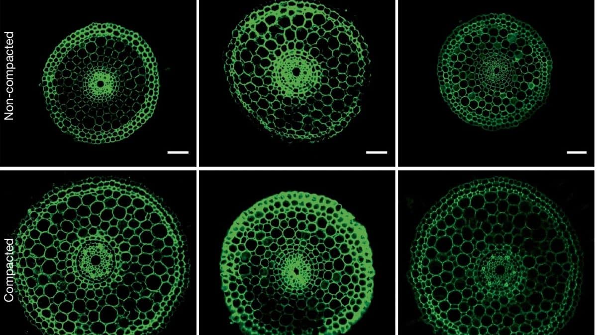 У растений обнаружили механизм бурения плотного грунта по принципу промышленных труб