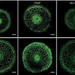 У растений обнаружили механизм бурения плотного грунта по принципу промышленных труб