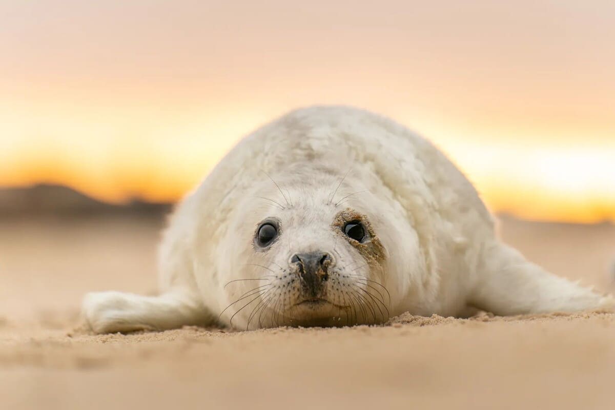 Финалист конкурса: детеныш тюленя, Норфолк, Великобритания / © Vai Meng Chan