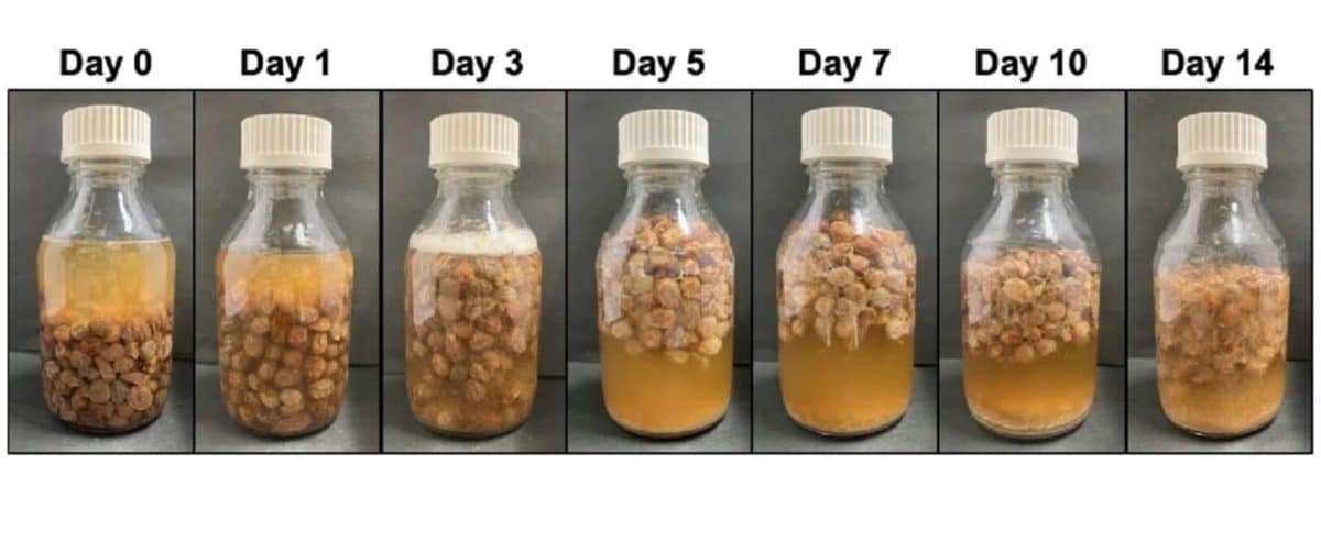 Изготовление изюмного вина в лаборатории / © Mamoru Hio et al.