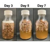 Изготовление изюмного вина в лаборатории / © Mamoru Hio et al.