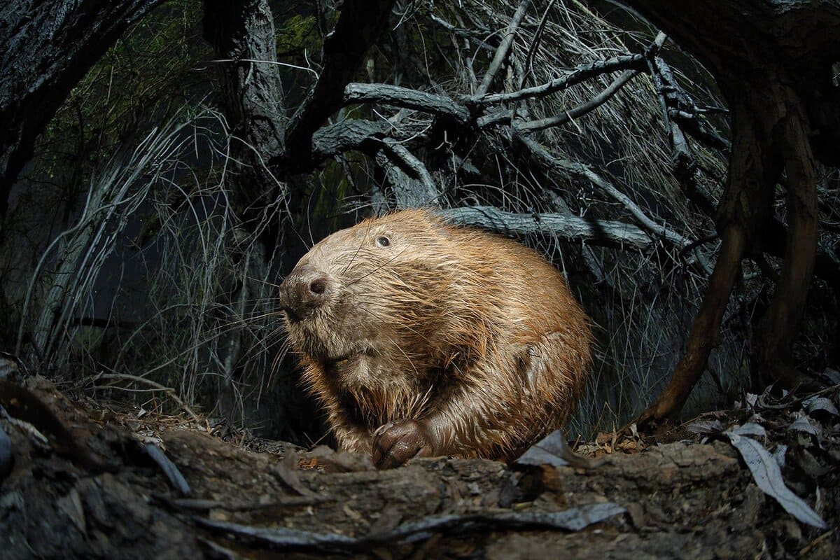 Финалист в категории «Животные» / © Vincze Balint 