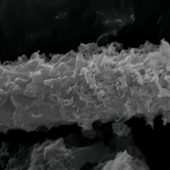 Минерализованный «чехол» бактерии Leptothrix spp. под микроскопом