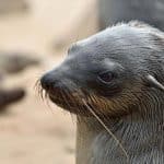 Благополучие морских млекопитающих в неволе