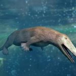 Китообразные: от наземных предков к властителям океанов