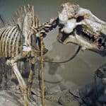 Парнокопытные: разнообразие травоядных и всеядных