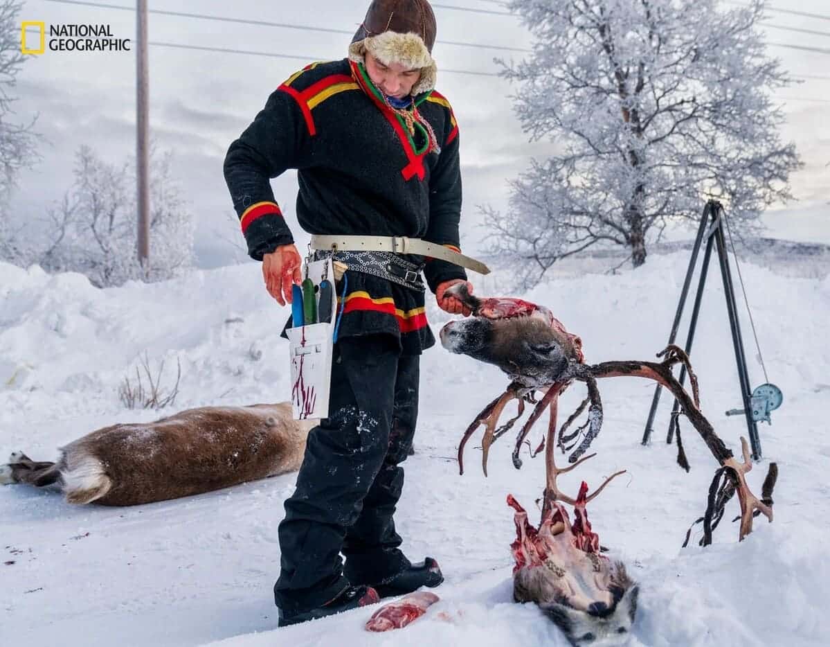 Представитель народа саами за разделкой туши северного оленя / © Justin Jin / National Geographic
