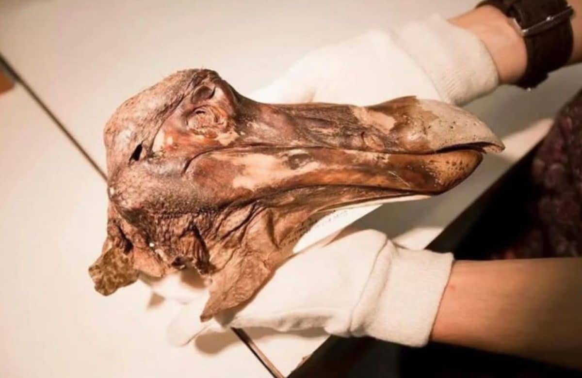 Оксфордский экземпляр — единственный дронт с сохранившимися мягкими тканями / © James Davies / Alamy Stock Photo