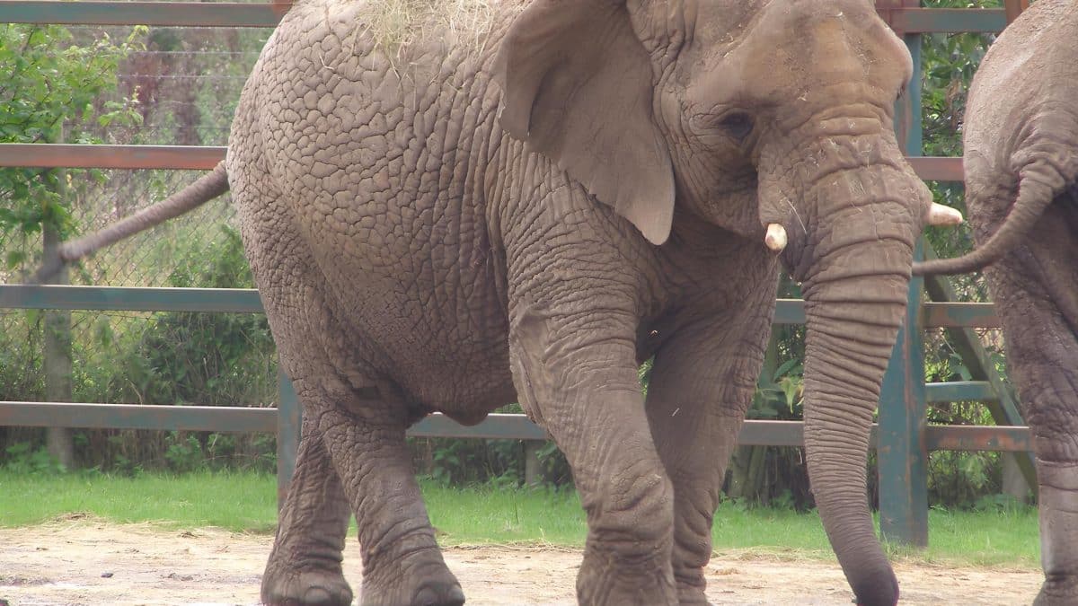 Ученые выяснили, за какое время слоны привыкают к следящим дронам