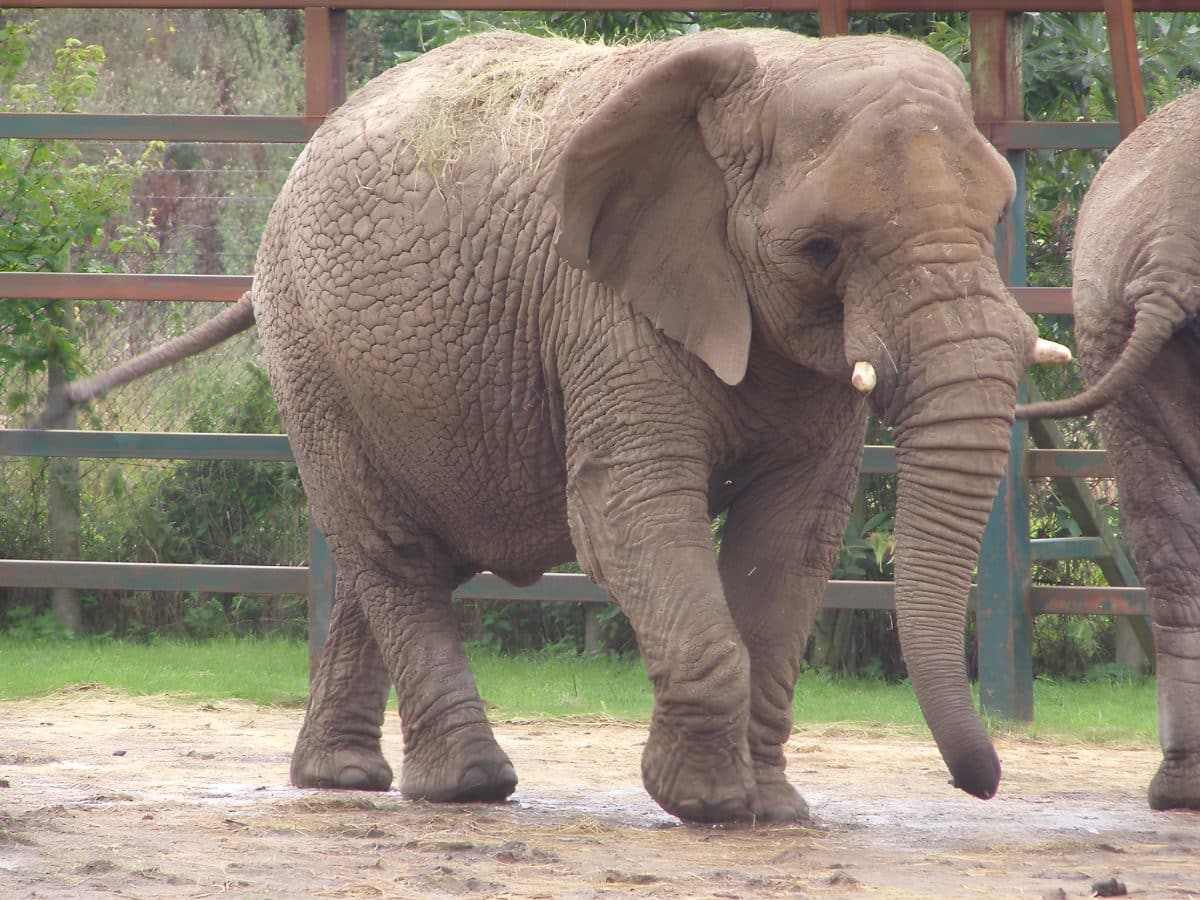 Африканский слон