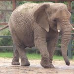 Ученые выяснили, за какое время слоны привыкают к следящим дронам