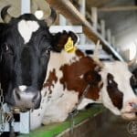 Один пробиотик, разная польза: как изменился эффект у телят и взрослых коров