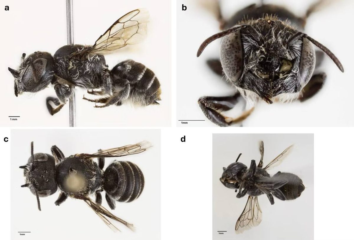 Новый вид пчел Megachile (Hackeriapis) lucifer, обнаруженный в Австралии / © Journal of Hymenoptera Research