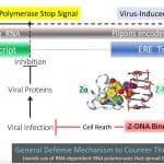 Ученые нашли древний механизм самоуничтожения зараженных вирусом клеток