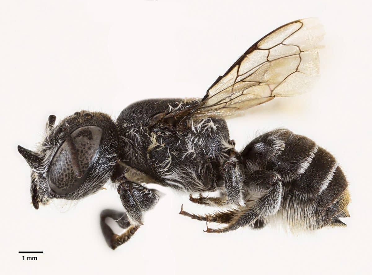 Новый вид пчел Megachile (Hackeriapis) lucifer, обнаруженный в Австралии / © Journal of Hymenoptera Research