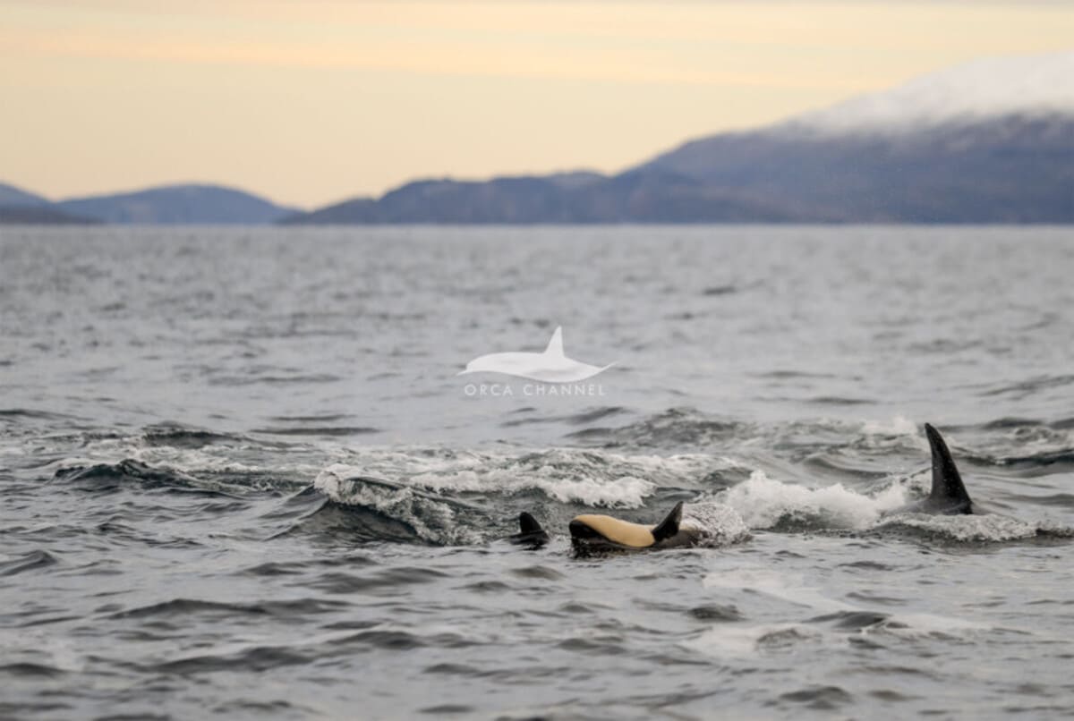 Кадр первых часов жизни новорожденной косатки / © Krisztina Balotay