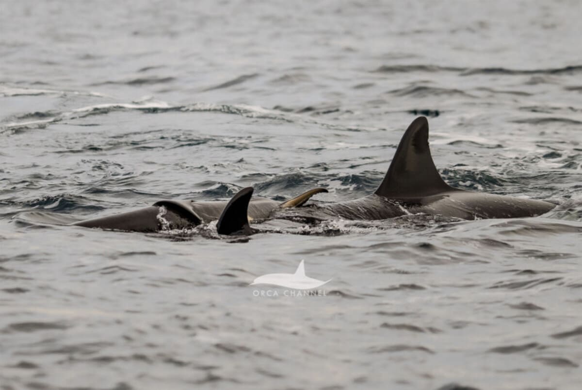 Кадр первых часов жизни новорожденной косатки / © Krisztina Balotay