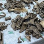 Кости животных помогли раскрыть загадку средневекового городища Саломатово