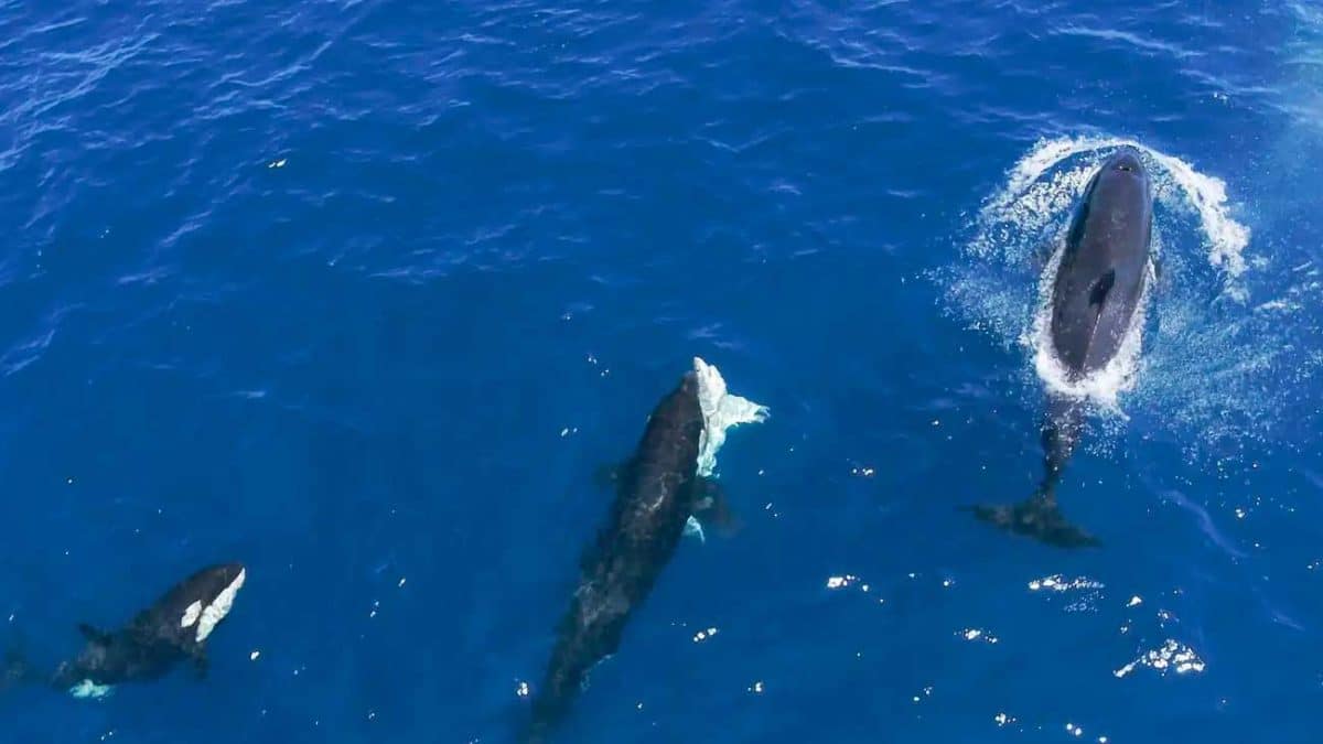 Косатки напали на белых акул, чтобы полакомиться их печенью