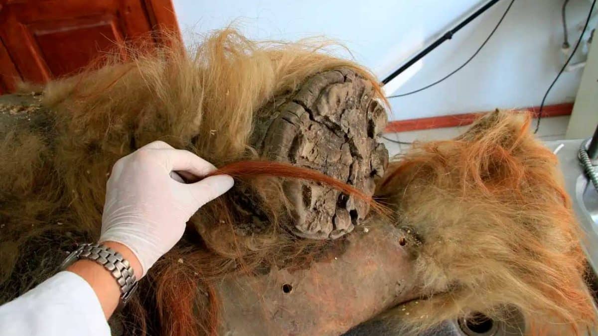 Палеобиологи «добыли» древнейшую РНК из туши мамонтенка Юка