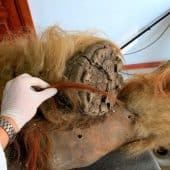 мамонтенок Юка