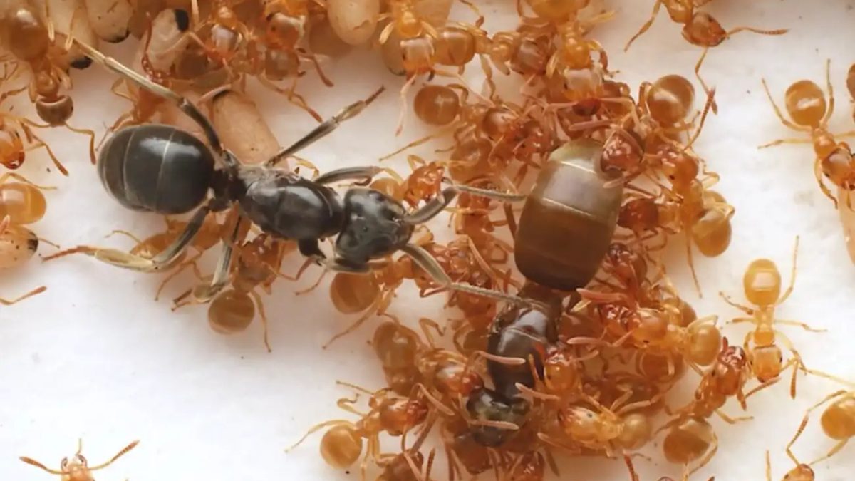 Биологи рассказали, как паразитические муравьи устраивают «государственный переворот» в колониях, которые хотят захватить