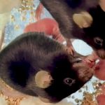 У мышей обнаружили способность к «акушерству»