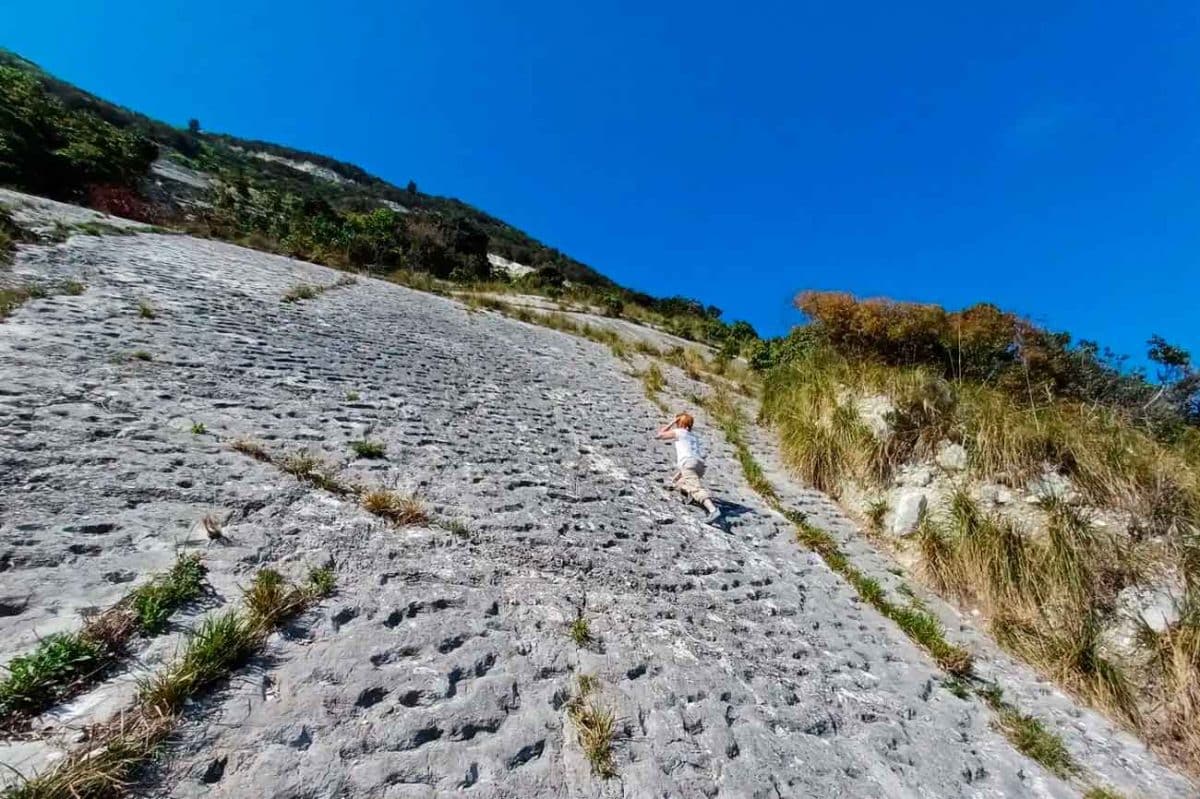 следы морских черепах