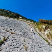 следы морских черепах