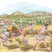 Выращивание зерновых культур