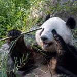 Обогащение среды: как развлекают и обучают животных в зоопарке