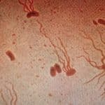 Бактерии со сломанными жгутиками поплыли вперед на собственных продуктах жизнедеятельности