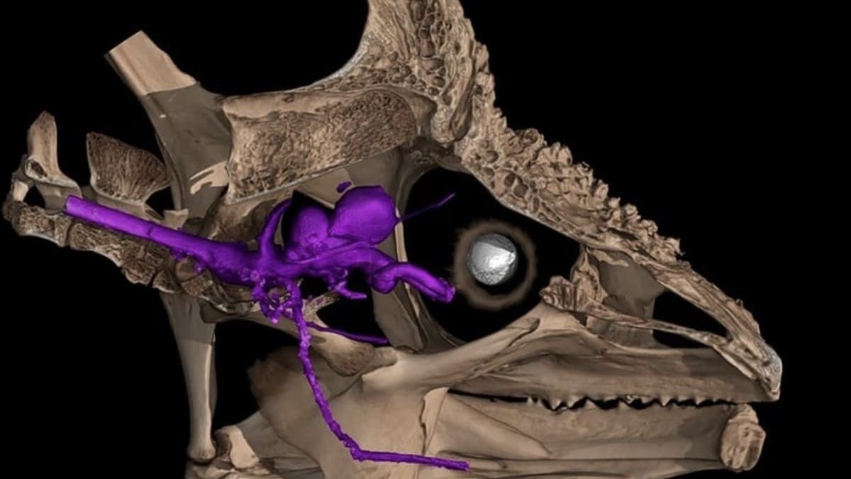 Биологи объяснили, как хамелеонам удается вращать глазами независимо друг от друга