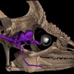 Биологи объяснили, как хамелеонам удается вращать глазами независимо друг от друга