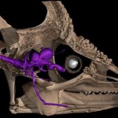Глазной нерв в черепе хамелеона / © Collins et al.