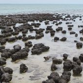 Строматолиты в заливе Шарк на западе Австралии