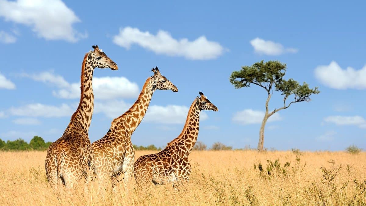 Биологи объяснили длинные ноги жирафа наряду с длинной шеей