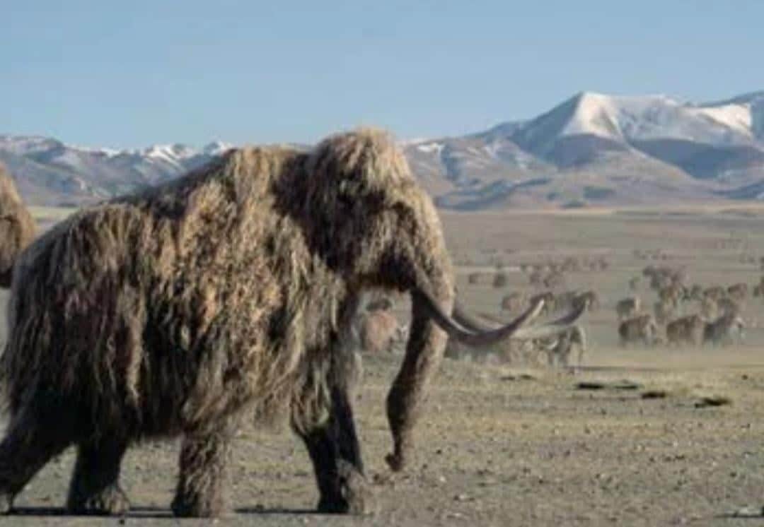 Вероятно, шерстистый мамонт (Mammuthus primigenius) / © Prehistoric Planet: Ice Age / Apple TV+ / BBC Studios Natural History Unit