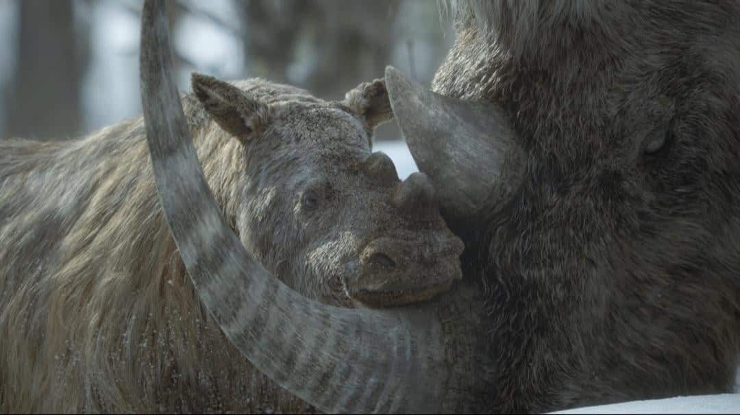 Вероятно, Целодонт (Coelodonta) — род вымерших млекопитающих из семейства носороговых / © Prehistoric Planet: Ice Age / Apple TV+ / BBC Studios Natural History Unit