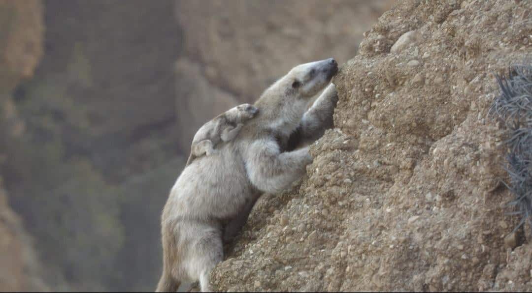 Вероятно, вымерший род мегатерииновых наземных ленивцев Diabolotherium / © Prehistoric Planet: Ice Age / Apple TV+ / BBC Studios Natural History Unit