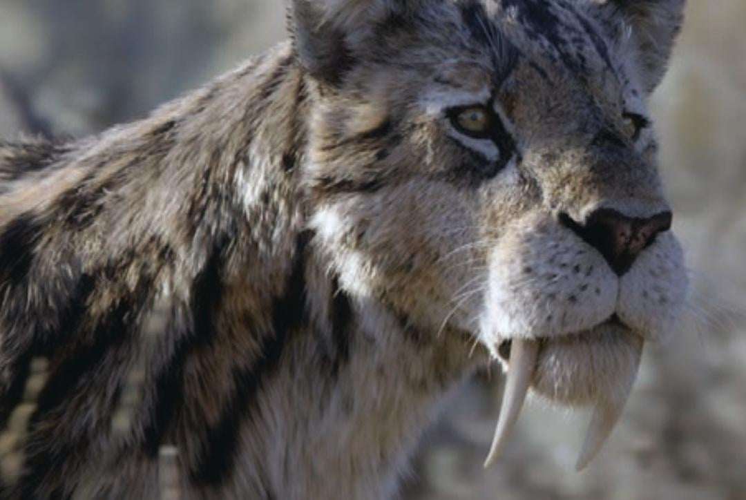 Вероятно, Smilodon fatalis — североамериканский саблезубый тигр среднего размера / © Prehistoric Planet: Ice Age / Apple TV+ / BBC Studios Natural History Unit