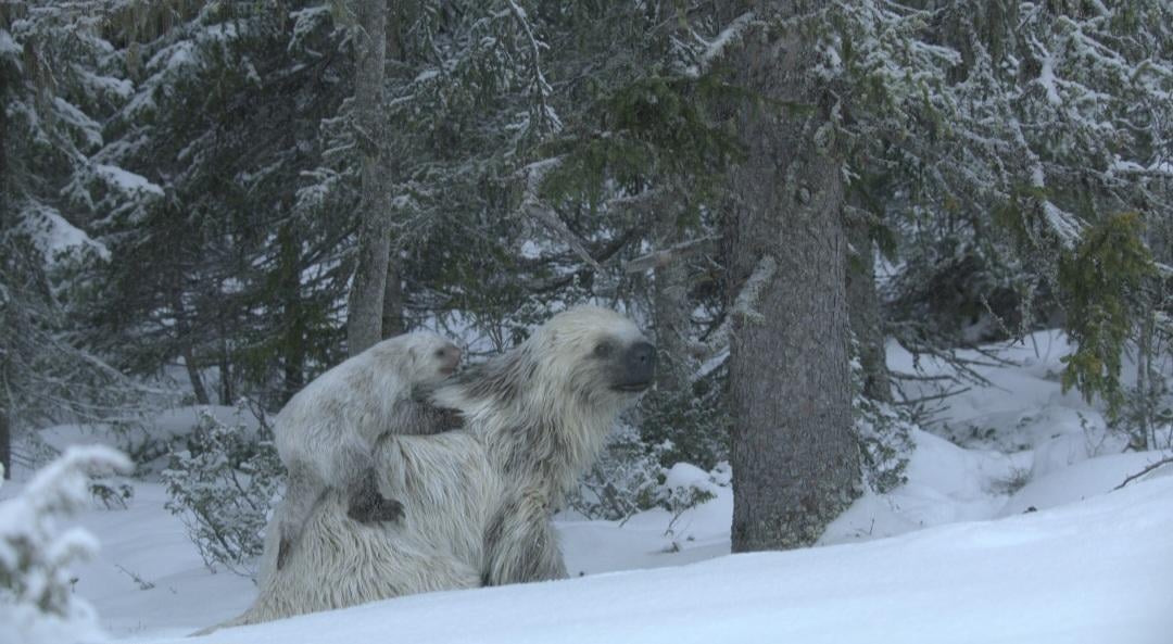 Вероятно, наземный ленивец Джефферсона или Мегалоникс (Megalonyx jeffersonii) / © Prehistoric Planet: Ice Age / Apple TV+ / BBC Studios Natural History Unit