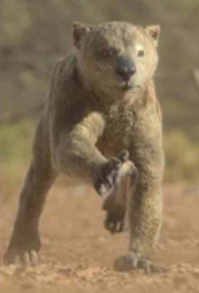 Вероятно, сумчатый лев (Thylacoleo) / © Prehistoric Planet: Ice Age / Apple TV+ / BBC Studios Natural History Unit