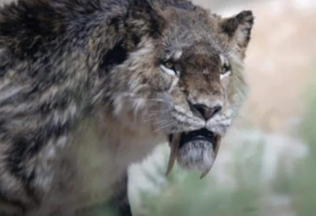 Вероятно, Smilodon populator — крупнейший вид саблезубого тигра / © Prehistoric Planet: Ice Age / Apple TV+ / BBC Studios Natural History Unit