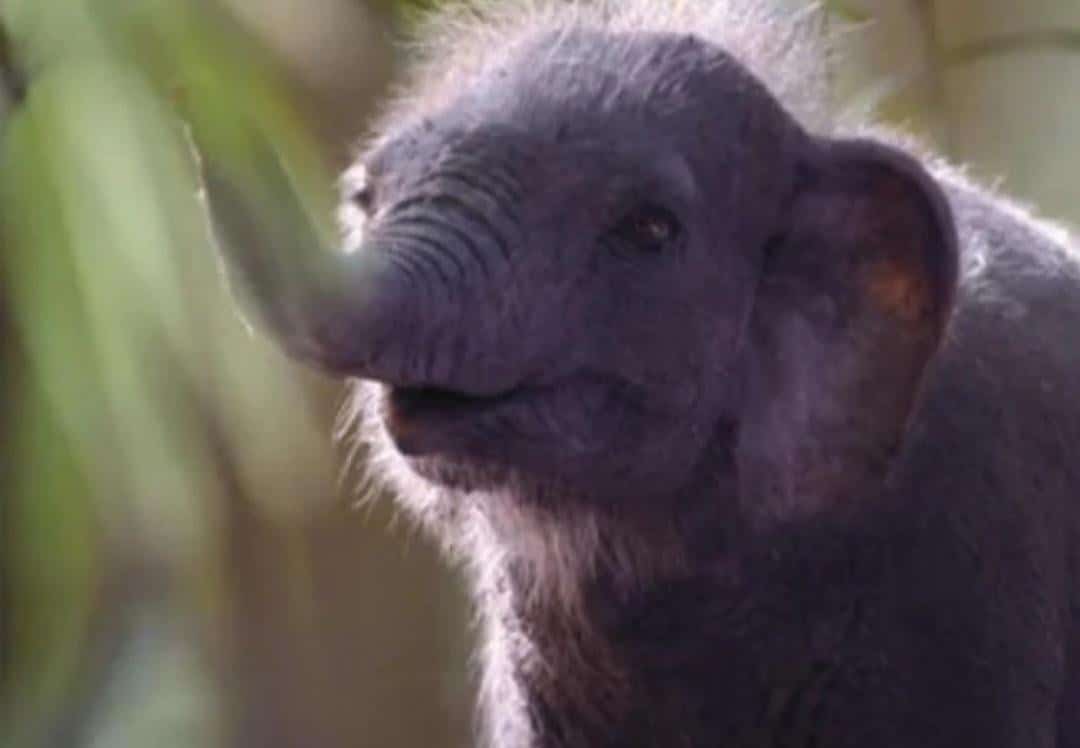 Вероятно, карликовый слон / © Prehistoric Planet: Ice Age / Apple TV+ / BBC Studios Natural History Unit